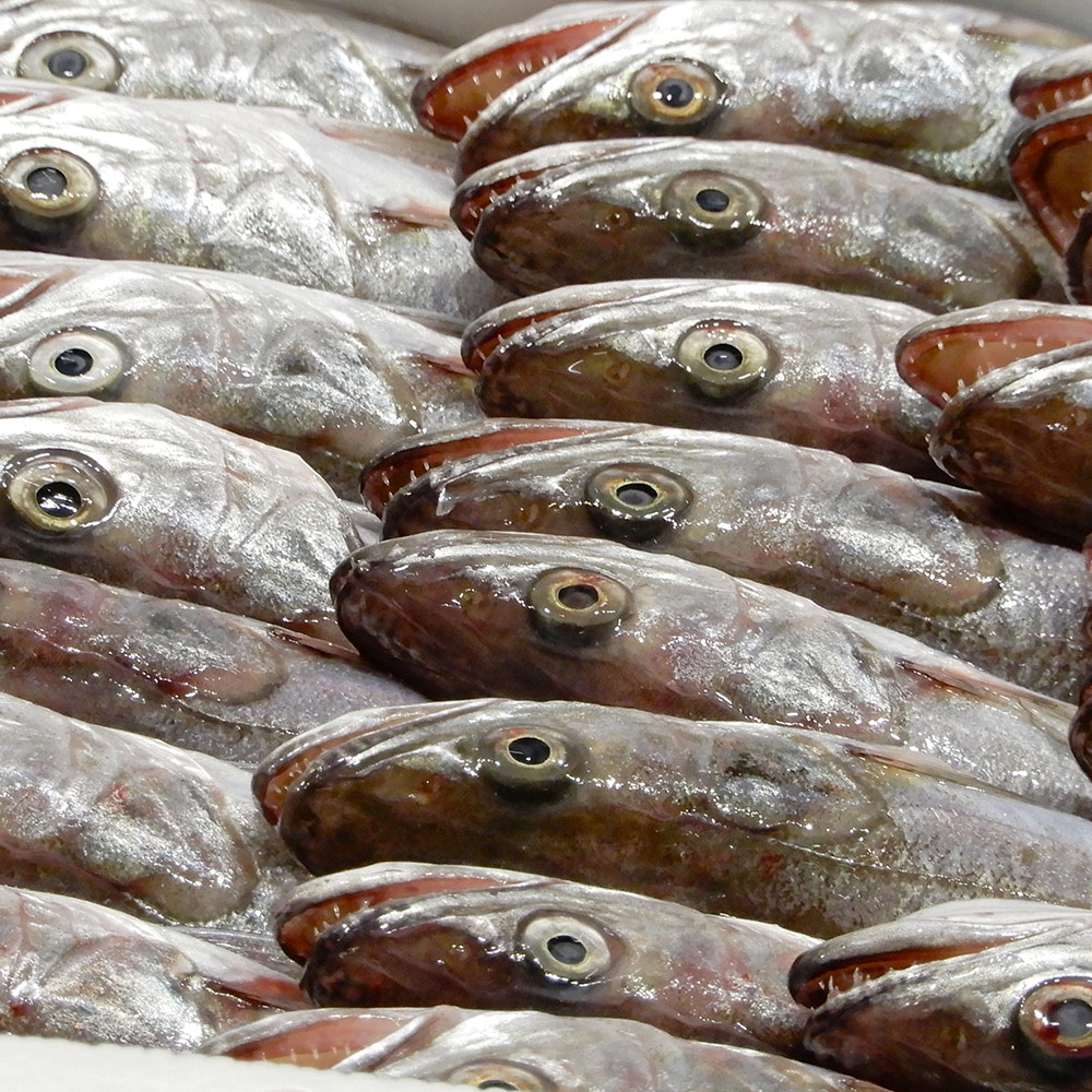Pesce esposto al Mercato Ittico di Ancona
