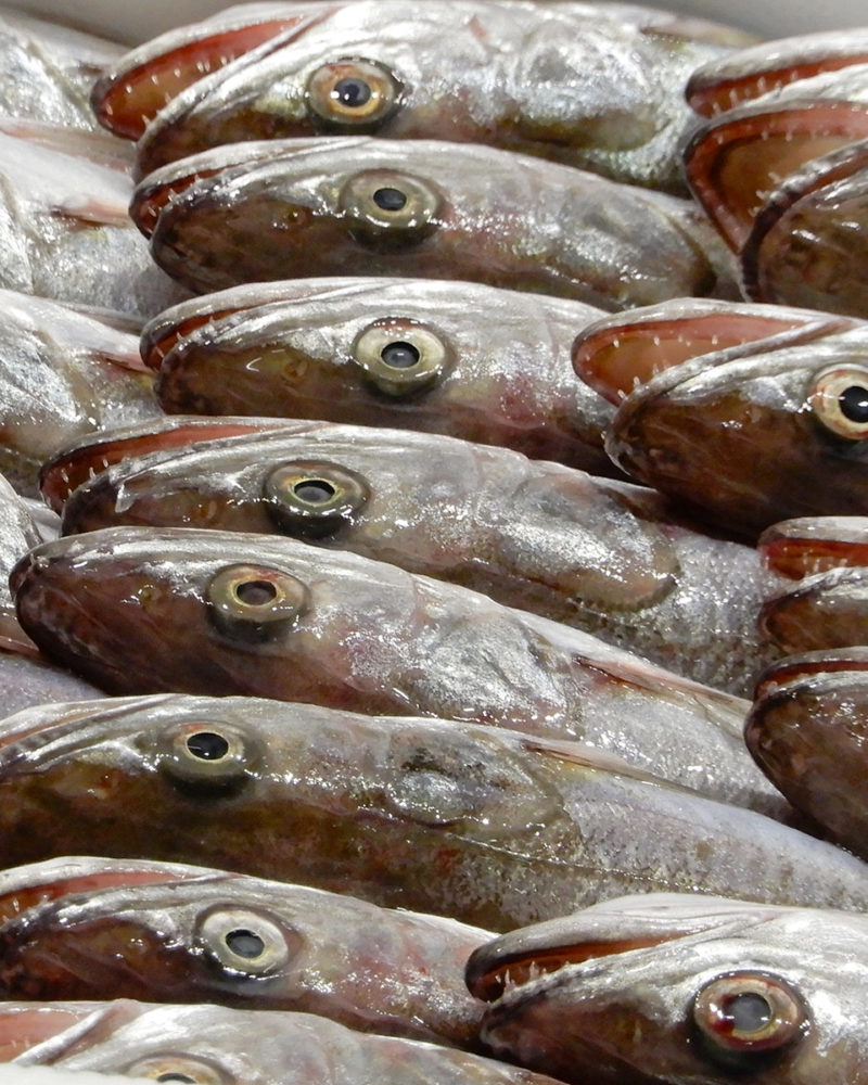 Pesce in vendita la Mercato Ittico di Ancona